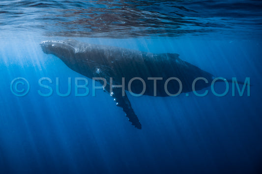 Photo de Baleine à bosse mère et baleineau nageant dans les eaux profondes de la Polynésie française