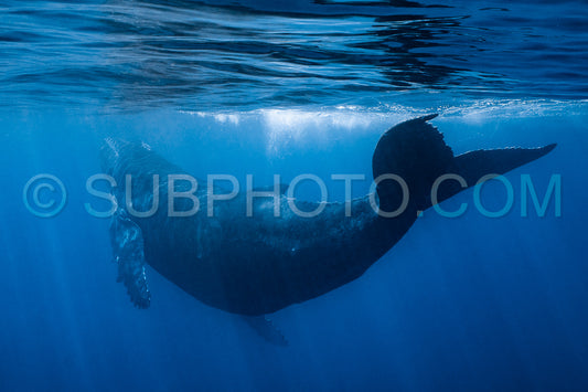 Photo de Baleine à bosse mère et baleineau nageant dans les eaux profondes de la Polynésie française