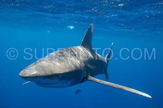 Oceanic whitetip shark crusing polynesian deep waters