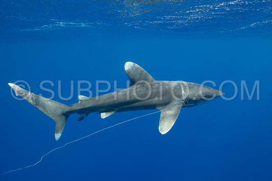 Oceanic whitetip shark crusing polynesian deep waters