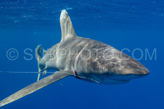 Oceanic whitetip shark crusing polynesian deep waters