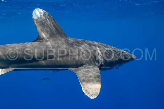 Oceanic whitetip shark crusing polynesian deep waters