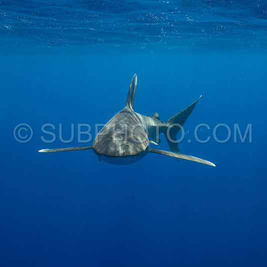 Photo de Le requin océanique à pointes blanches croise dans les eaux profondes de la Polynésie