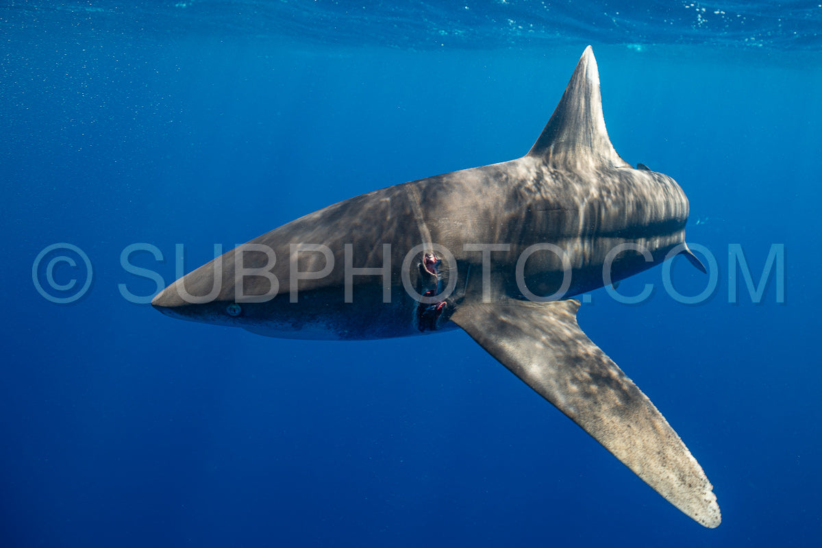 Oceanic whitetip shark crusing polynesian deep waters