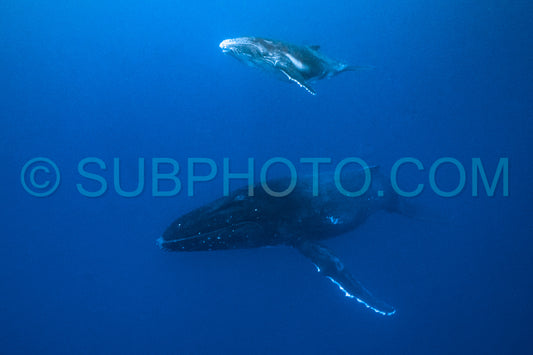 Photo de Baleine à bosse mère et baleineau nageant dans les eaux profondes de la Polynésie française