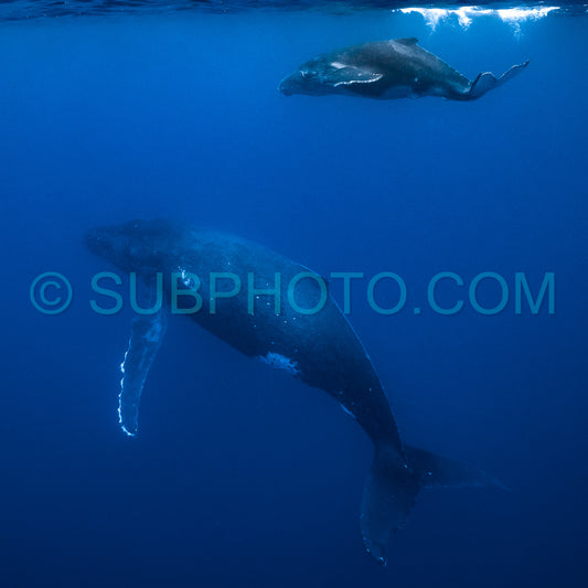 Photo de Baleine à bosse mère et baleineau nageant dans les eaux profondes de la Polynésie française