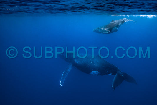 Photo de Baleine à bosse mère et baleineau nageant dans les eaux profondes de la Polynésie française