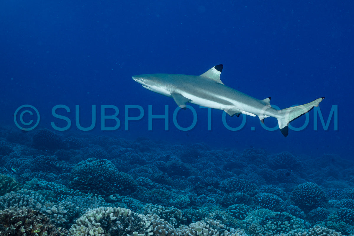 blacktip shark hunting on a polynesian coral reef