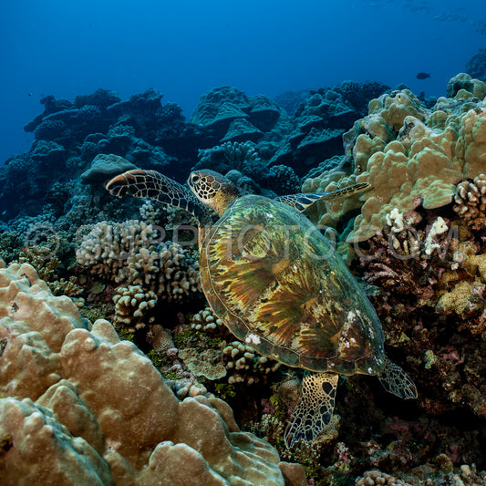 woman admiring hawksbill turtle on a polynesian coral reef