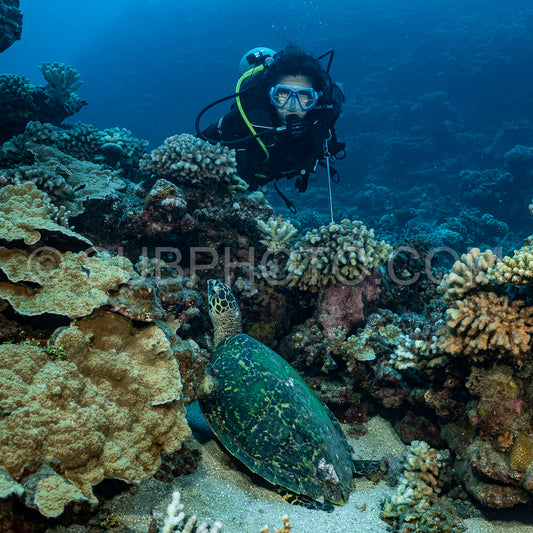 woman admiring hawksbill turtle on a polynesian coral reef