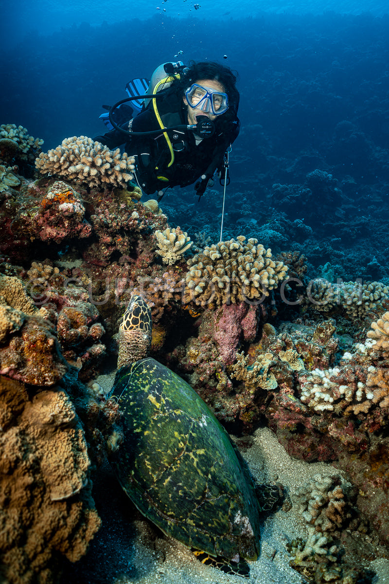 woman admiring hawksbill turtle on a polynesian coral reef