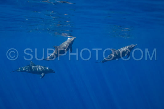 Dolphins in the Pacific Ocean near Baja California Sur