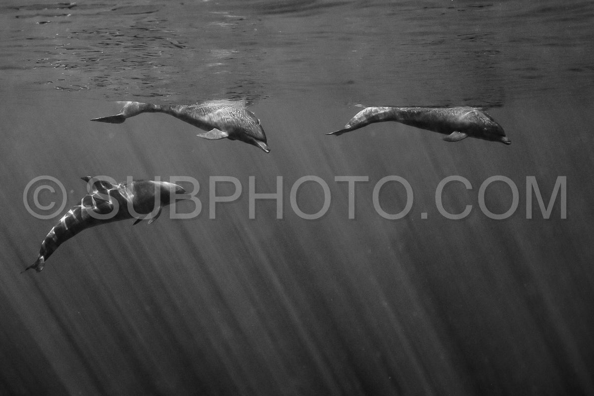 Dolphins in the Pacific Ocean near Baja California Sur