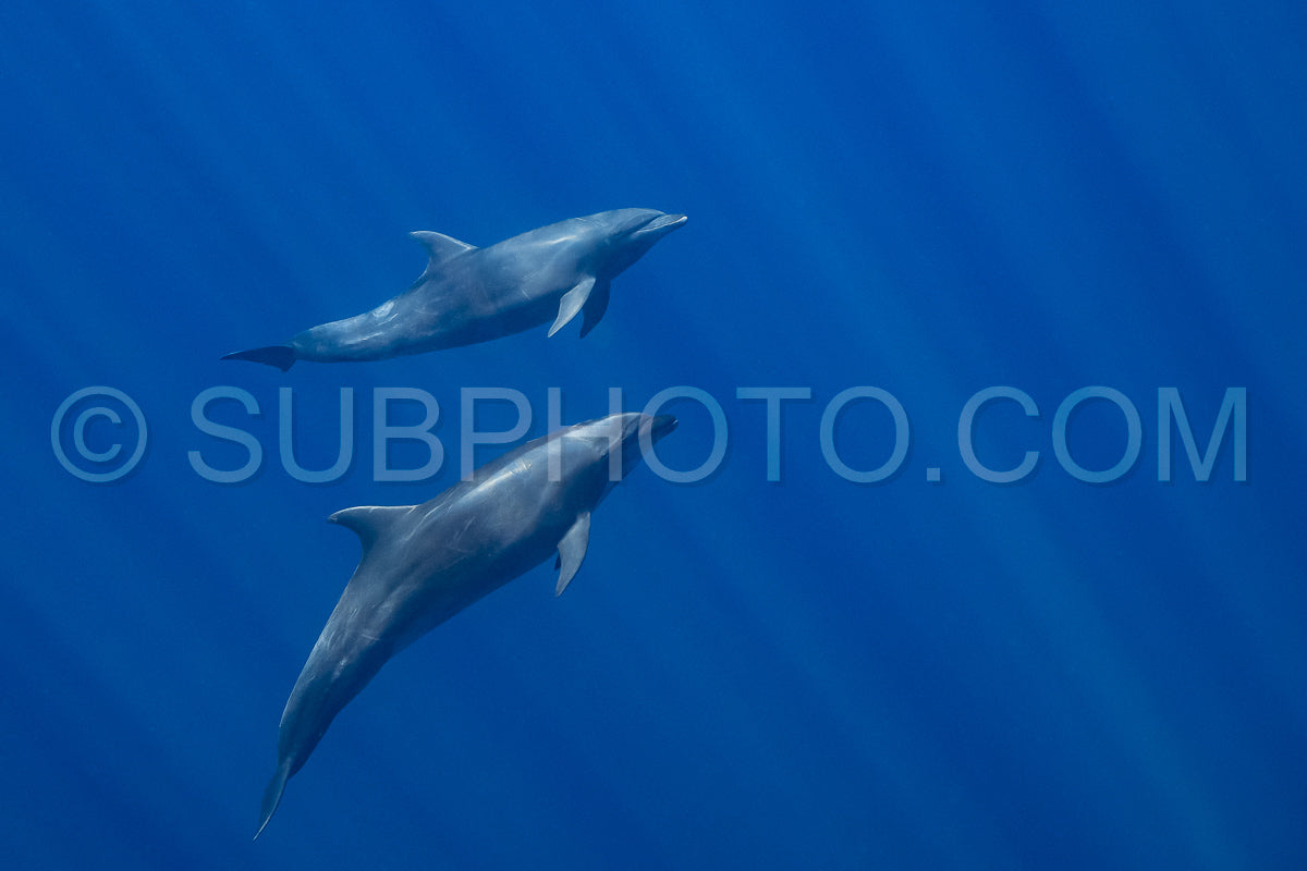 Dolphins in the Pacific Ocean near Baja California Sur