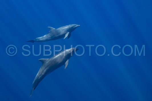 Dolphins in the Pacific Ocean near Baja California Sur