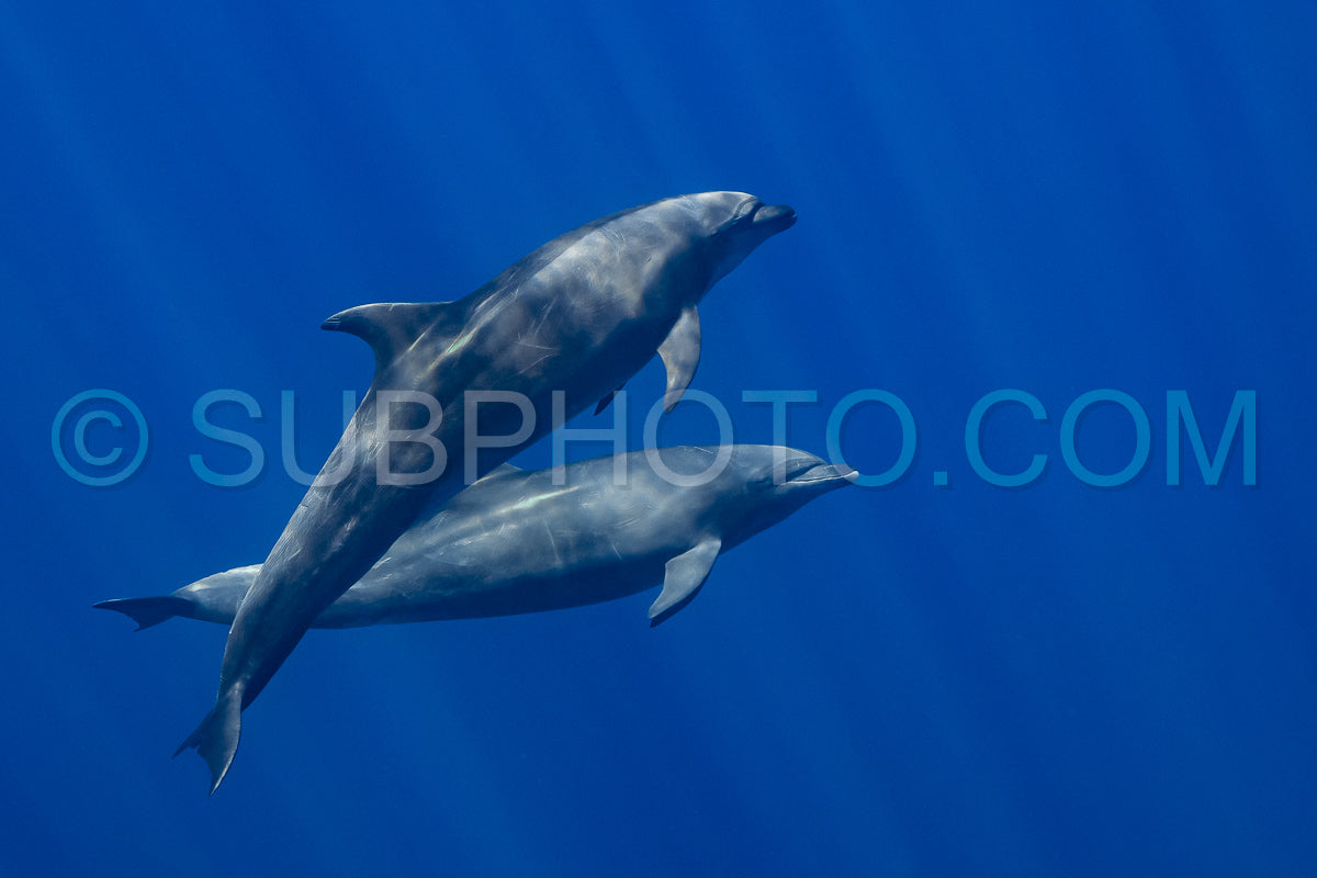 Dolphins in the Pacific Ocean near Baja California Sur