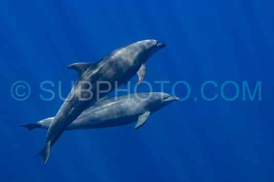 Dolphins in the Pacific Ocean near Baja California Sur