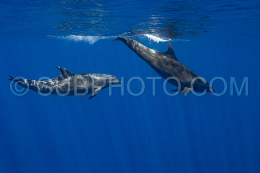 Dolphins in the Pacific Ocean near Baja California Sur
