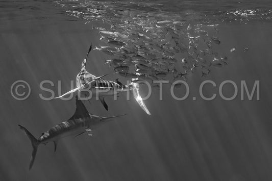 Marlins hunting on sardines or makerels in Baja California Sur