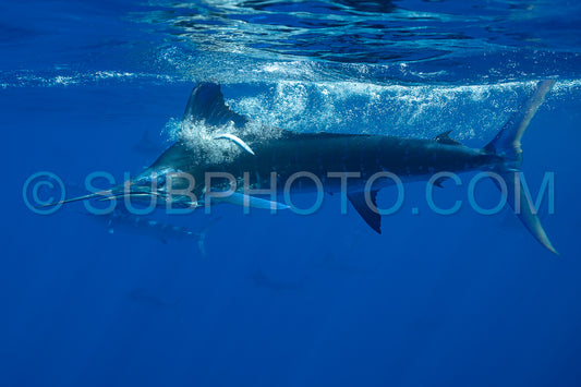 Marlins hunting on sardines or makerels in Baja California Sur