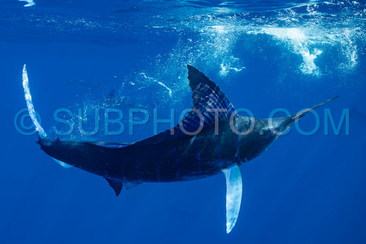 Marlins hunting on sardines or makerels in Baja California Sur