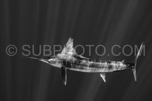 Marlins hunting on sardines or makerels in Baja California Sur