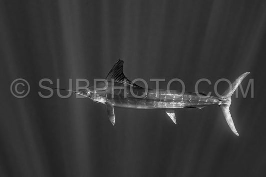 Marlins hunting on sardines or makerels in Baja California Sur