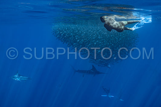 Marlins hunting on sardines or makerels in Baja California Sur