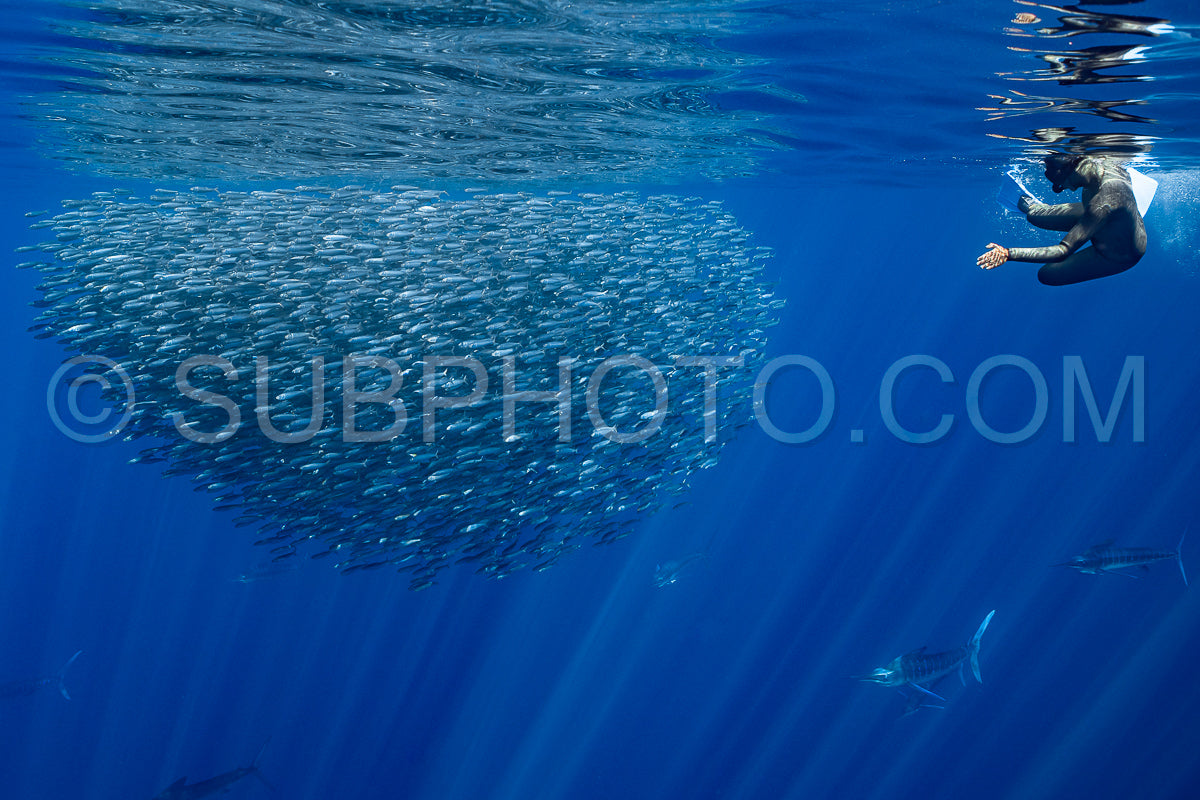 Marlins hunting on sardines or makerels in Baja California Sur