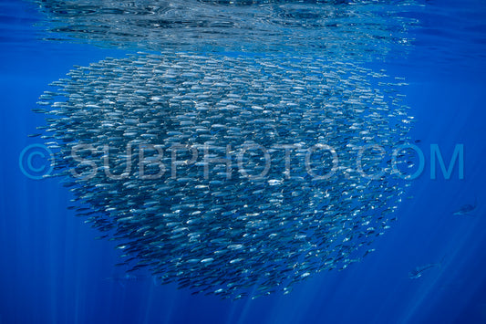 Marlins hunting on sardines or makerels in Baja California Sur