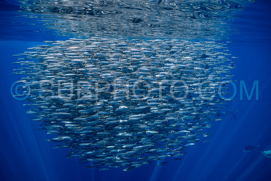 Marlins hunting on sardines or makerels in Baja California Sur