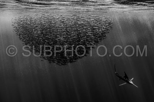 Marlins hunting on sardines or makerels in Baja California Sur