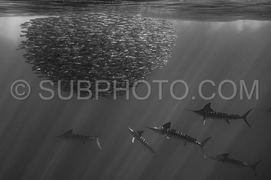 Marlins hunting on sardines or makerels in Baja California Sur