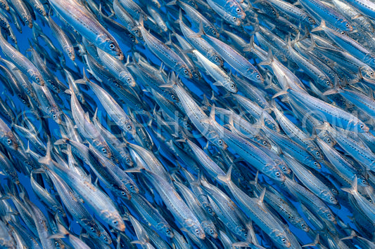 Marlins hunting on sardines or makerels in Baja California Sur