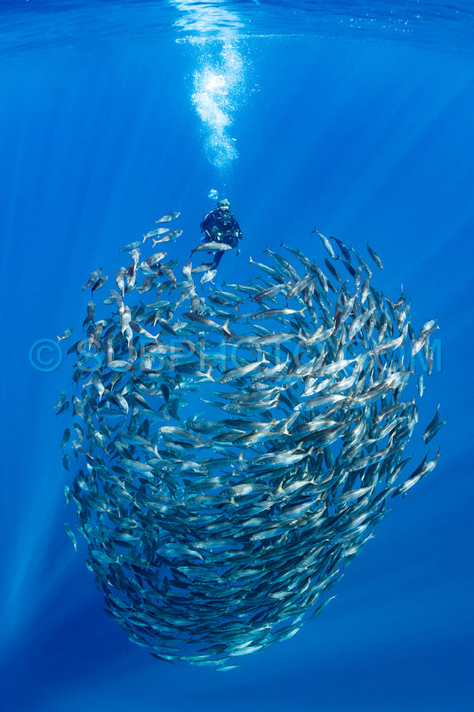 Marlins hunting on sardines or makerels in Baja California Sur