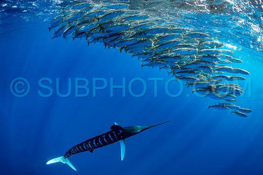 Marlins hunting on sardines or makerels in Baja California Sur