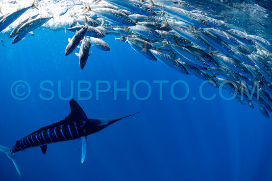 Marlins hunting on sardines or makerels in Baja California Sur