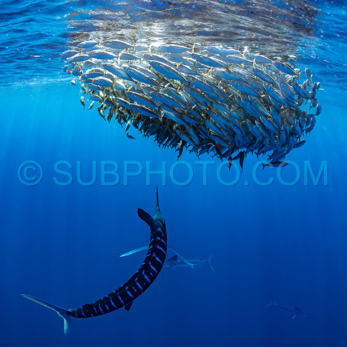 Marlins hunting on sardines or makerels in Baja California Sur