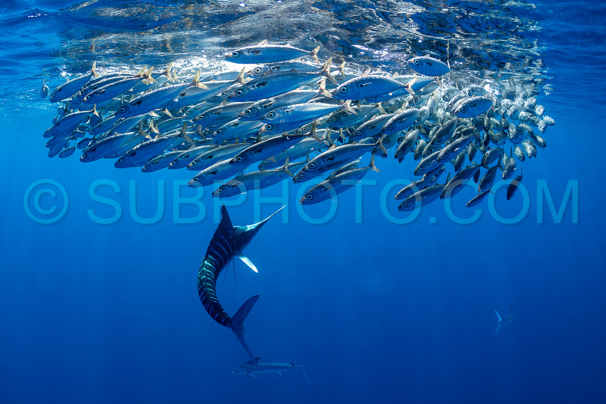 Marlins hunting on sardines or makerels in Baja California Sur