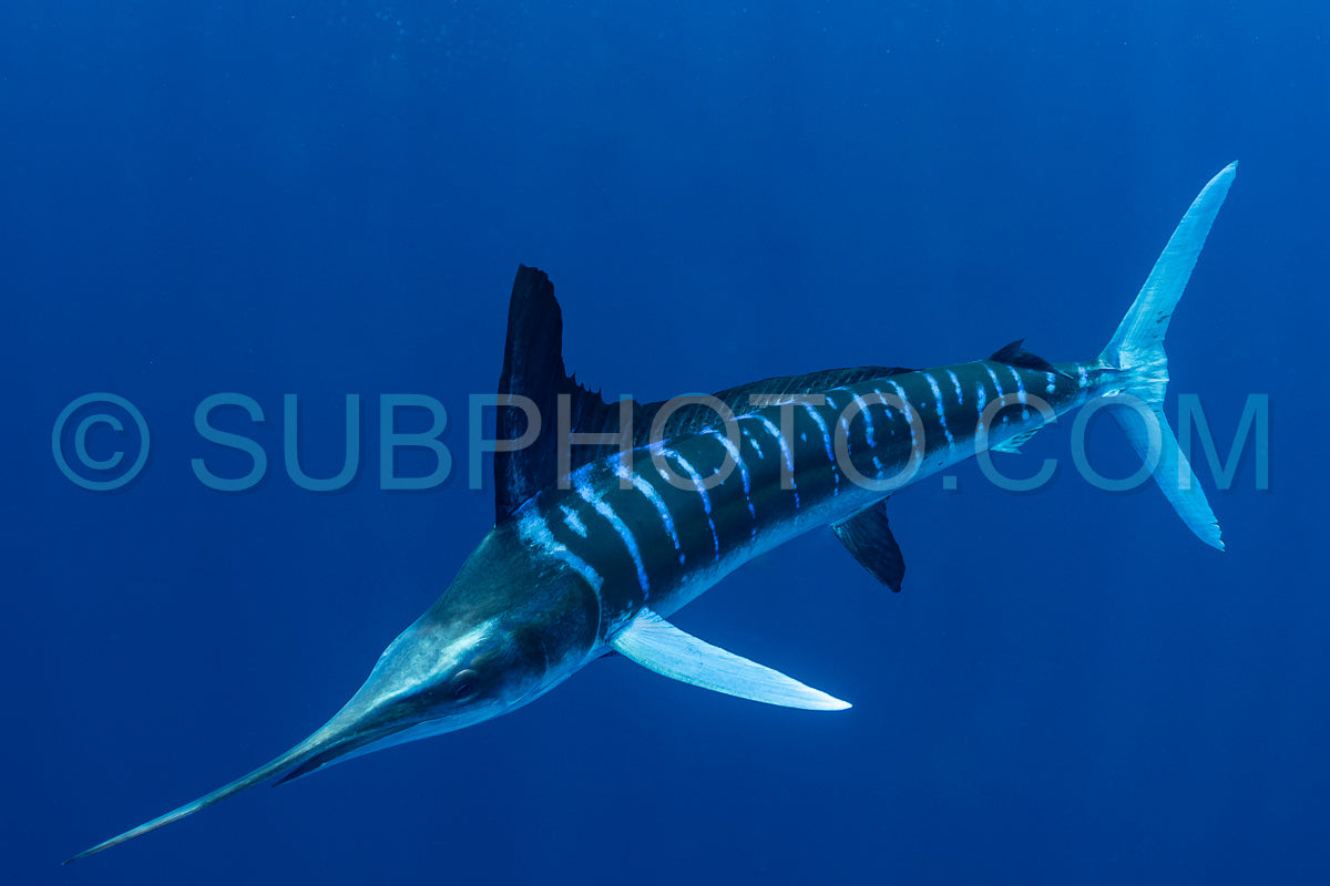 Marlins hunting on sardines or makerels in Baja California Sur