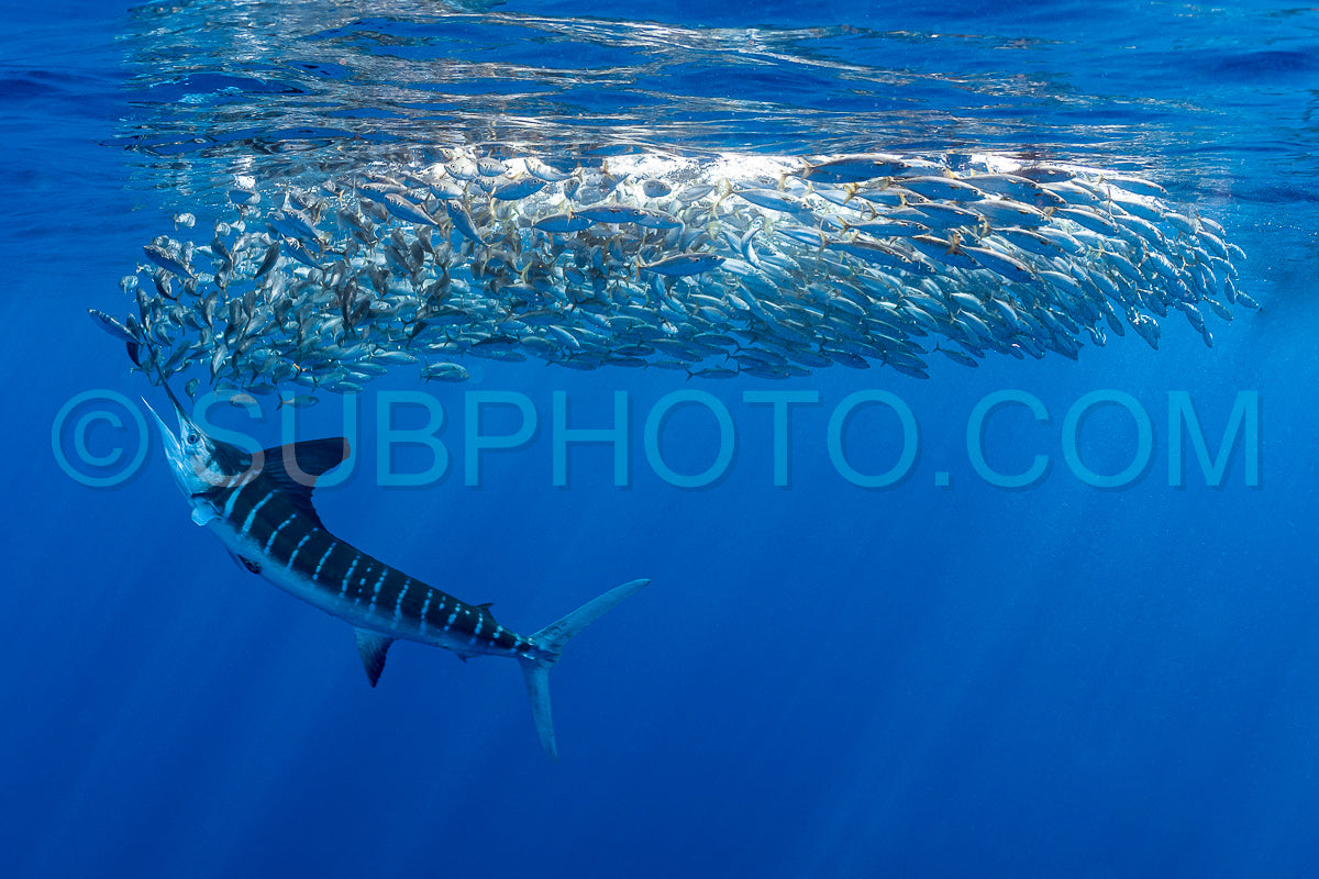 Photo de Marlins chassant les sardines ou les makaires à Baja California Sur