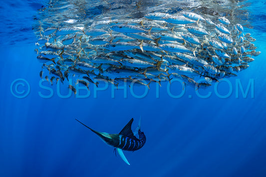 Marlins hunting on sardines or makerels in Baja California Sur