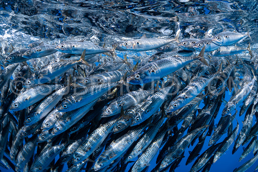 Marlins hunting on sardines or makerels in Baja California Sur