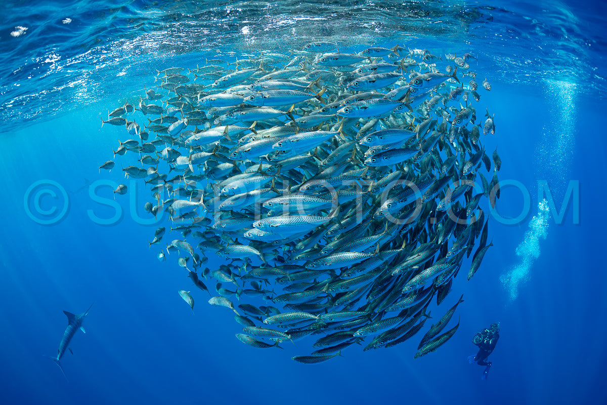 Photo de Marlins chassant les sardines ou les makaires à Baja California Sur