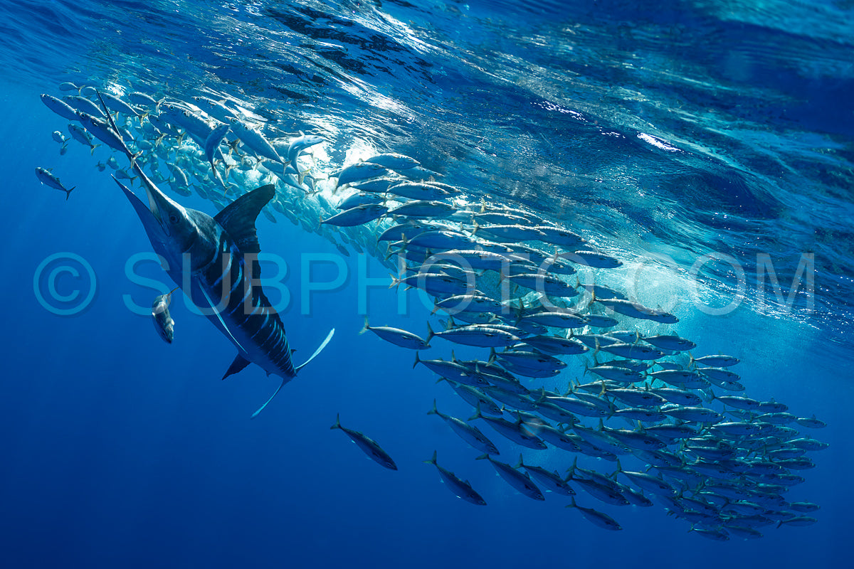 Photo de Marlins chassant les sardines ou les makaires à Baja California Sur