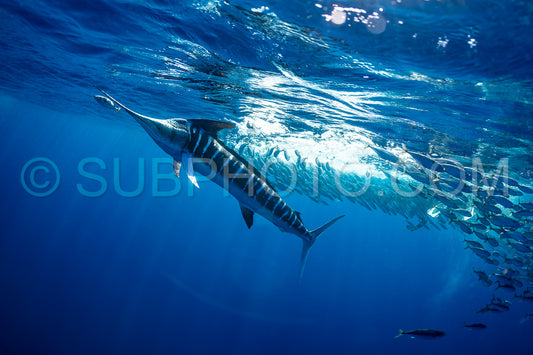 Marlins hunting on sardines or makerels in Baja California Sur