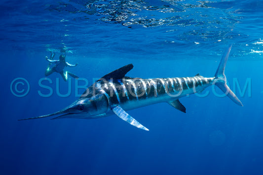 Marlins hunting on sardines or makerels in Baja California Sur