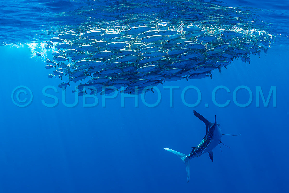 Marlins hunting on sardines or makerels in Baja California Sur
