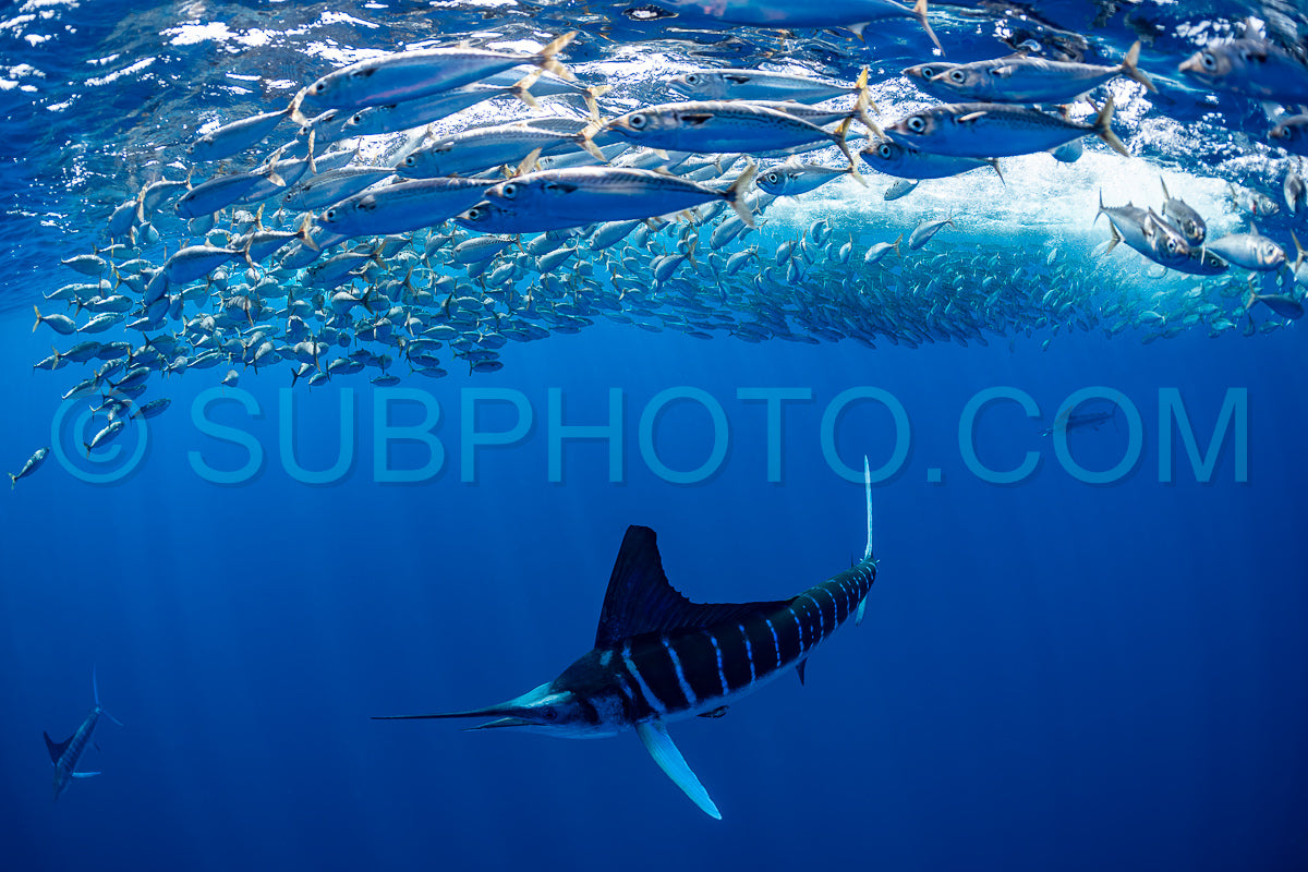 Marlins hunting on sardines or makerels in Baja California Sur