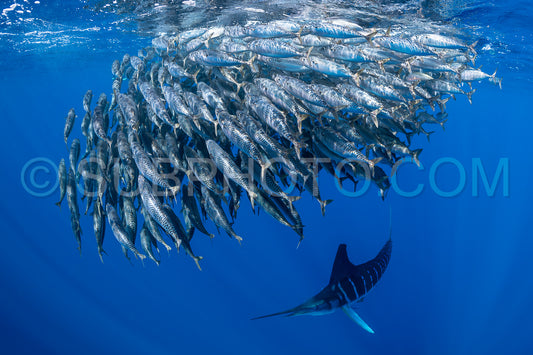 Marlins hunting on sardines or makerels in Baja California Sur